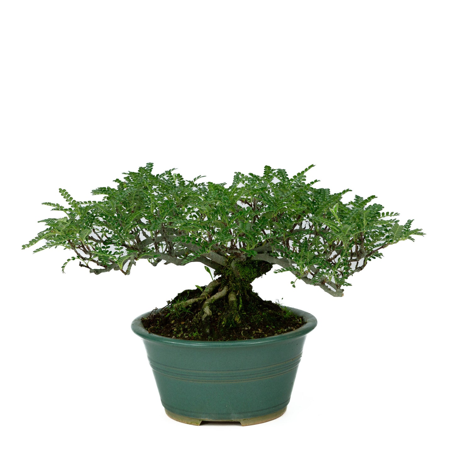 Buiten Bonsai Osteomeles anthyllidifolia gele ronde pot 22cm, hoogte ~26cm
