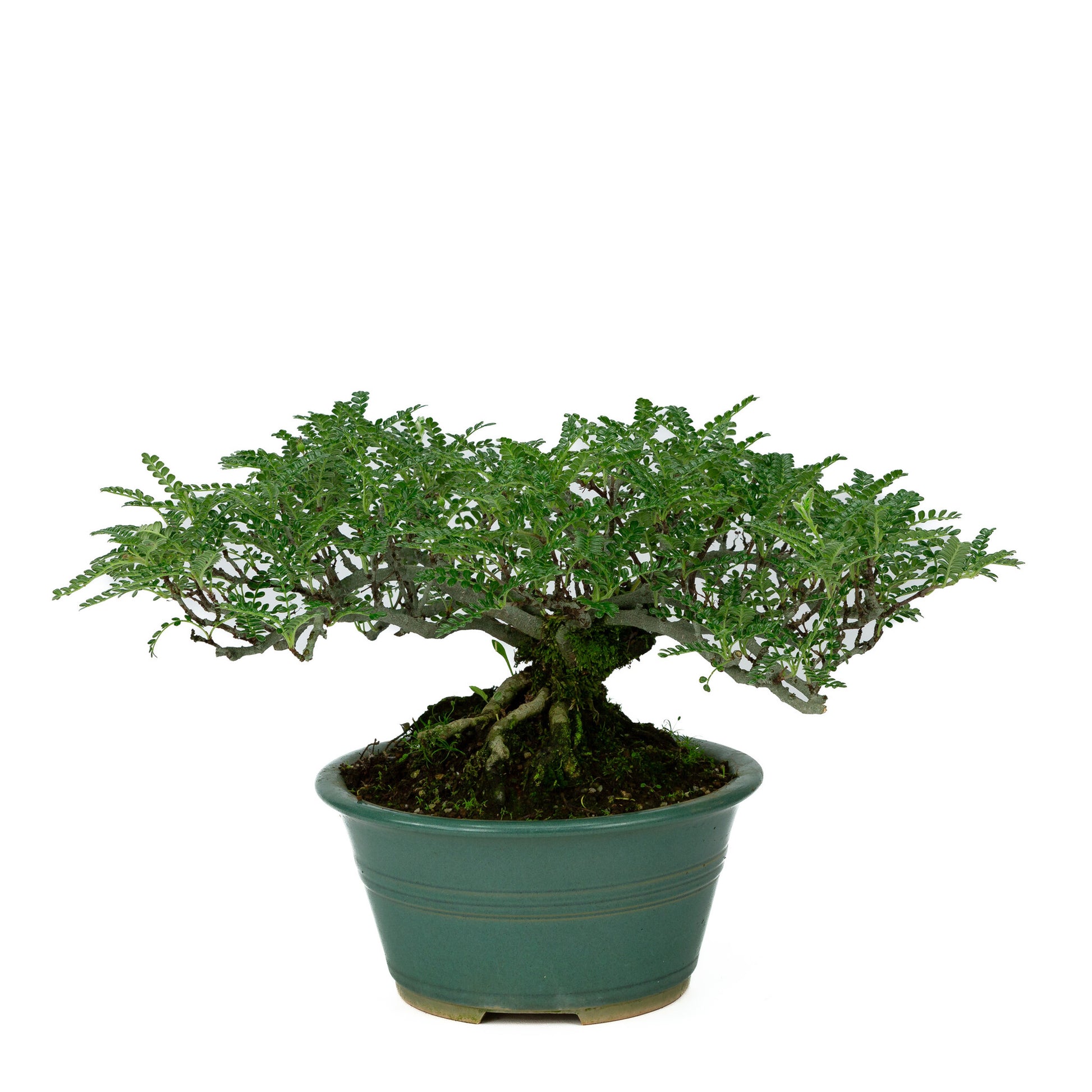 Buiten Bonsai Osteomeles anthyllidifolia gele ronde pot 22cm, hoogte ~26cm
