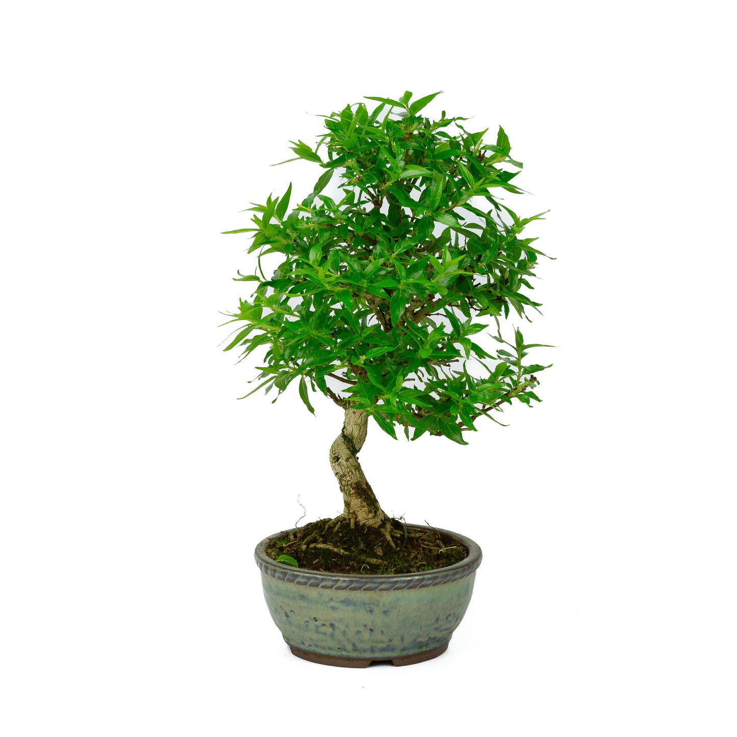 Buiten Bonsai Asplenium blauwe ronde pot 13cm, hoogte ~30cm 