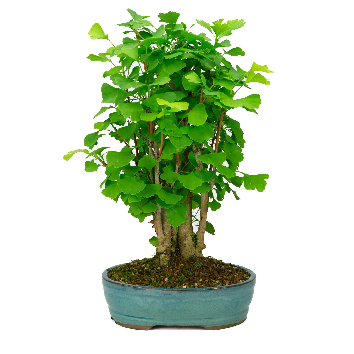 Buiten Bonsai Ginkgo biloba groene ovale pot 27cm, hoogte ~51cm