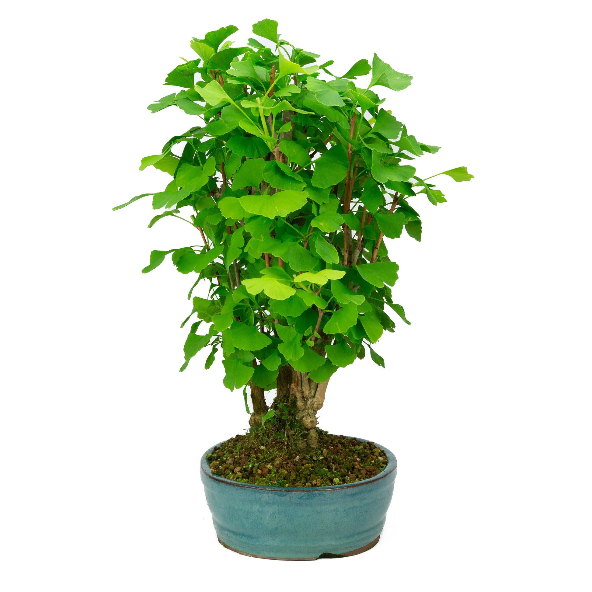 Buiten Bonsai Ginkgo biloba groene ovale pot 27cm, hoogte ~51cm