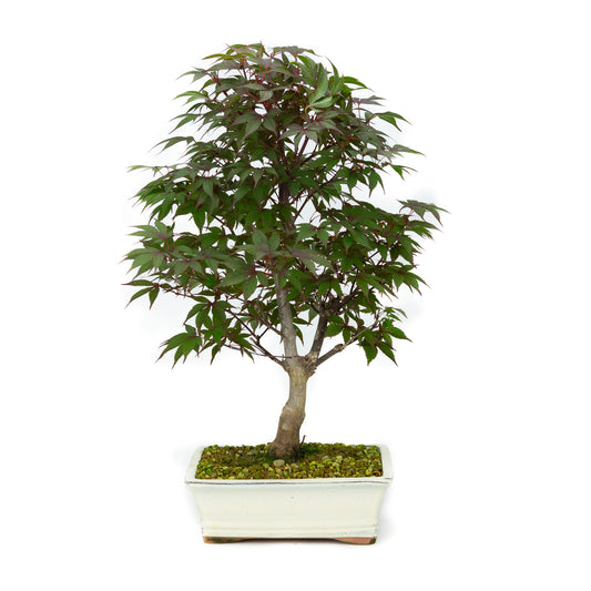 Buiten Bonsai Acer palmatum Deshojo creme rechthoekige pot 21cm, hoogte ~52cm