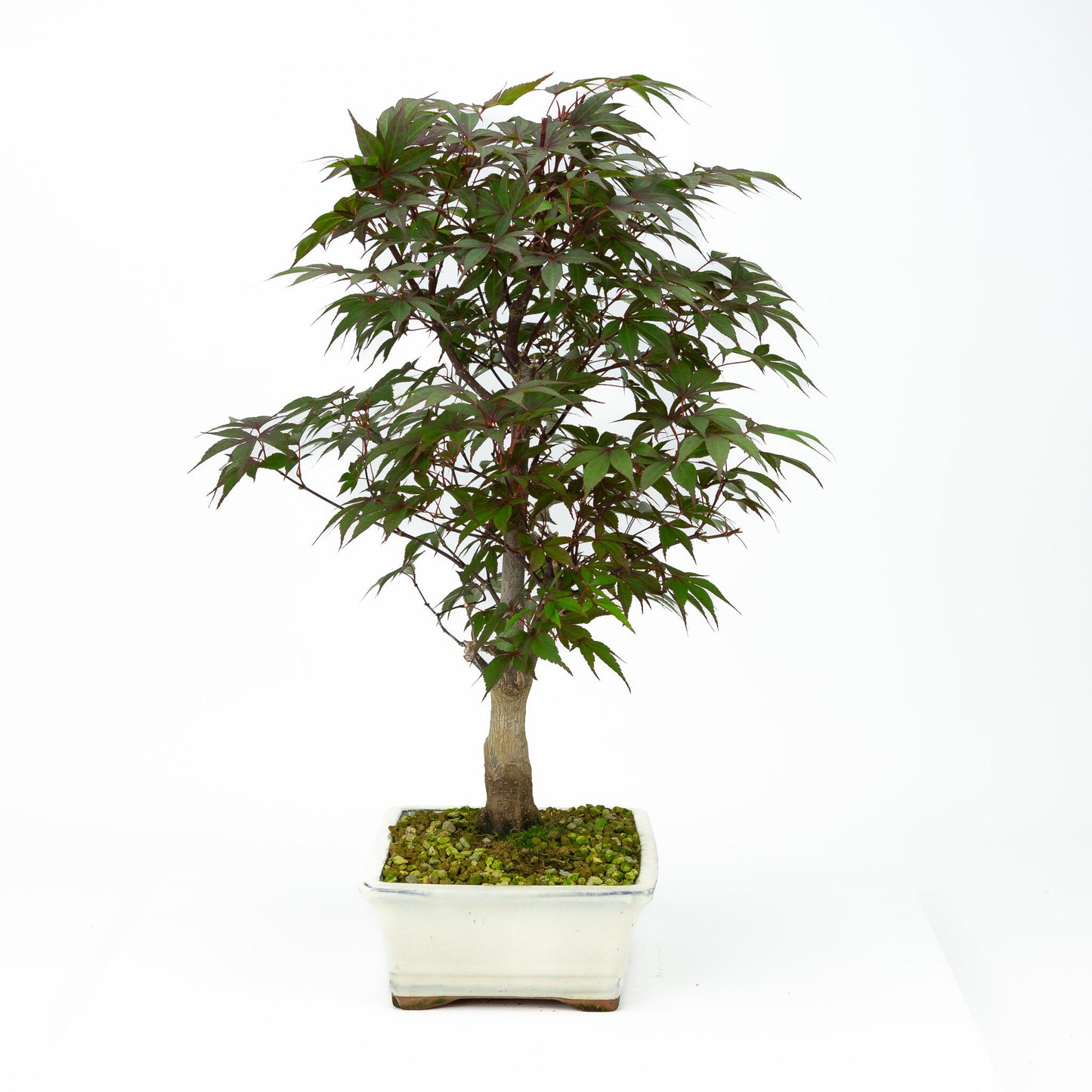 Buiten Bonsai Acer palmatum Deshojo creme rechthoekige pot 21cm, hoogte ~52cm