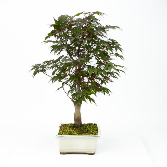 Buiten Bonsai Acer palmatum Deshojo creme rechthoekige pot 21cm, hoogte ~52cm