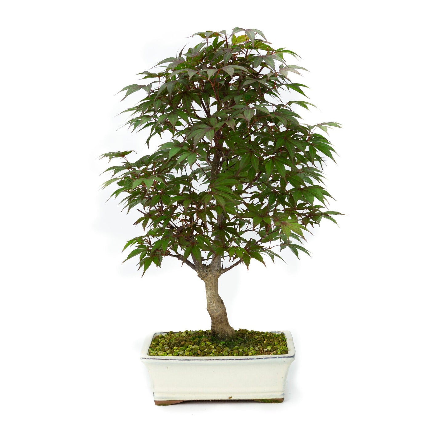 Buiten Bonsai Acer palmatum Deshojo creme rechthoekige pot 21cm, hoogte ~52cm