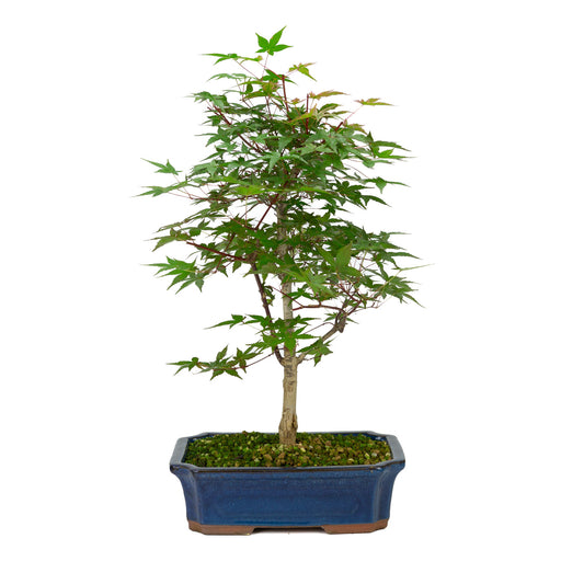 Buiten Bonsai Acer palmatum Deshojo blauwe Mokko pot 25cm, hoogte ~50cm