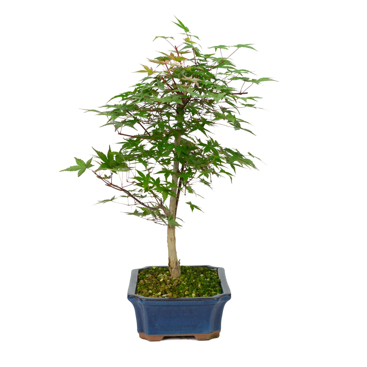 Buiten Bonsai Acer palmatum Deshojo blauwe Mokko pot 25cm, hoogte ~50cm