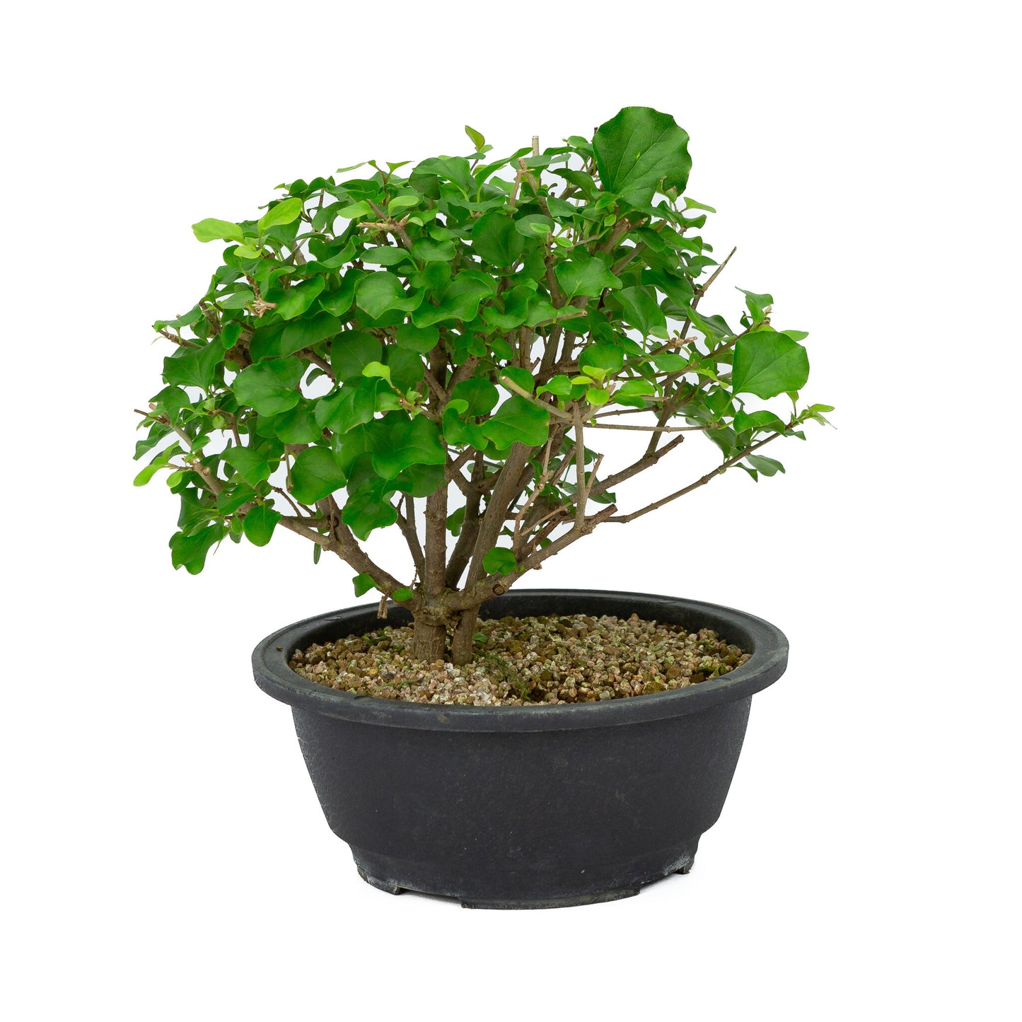 Buiten Bonsai Syringa plastic pot 20cm, hoogte ~ 29cm
