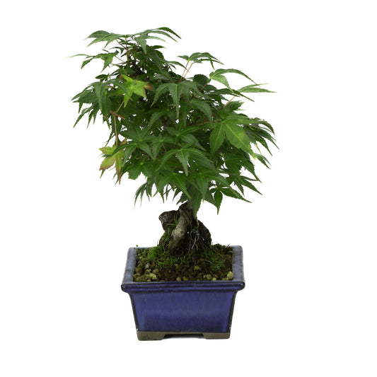 Buiten Bonsai Acer palmatum wortels over rots blauwe rechthoekige pot 13cm, hoogte ~26cm