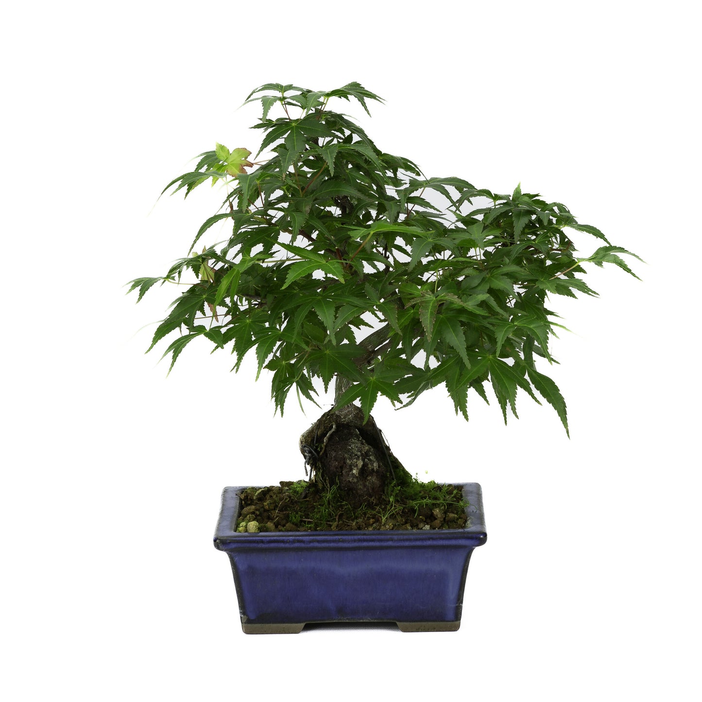 Buiten Bonsai Acer palmatum wortels over rots blauwe rechthoekige pot 13cm, hoogte ~26cm
