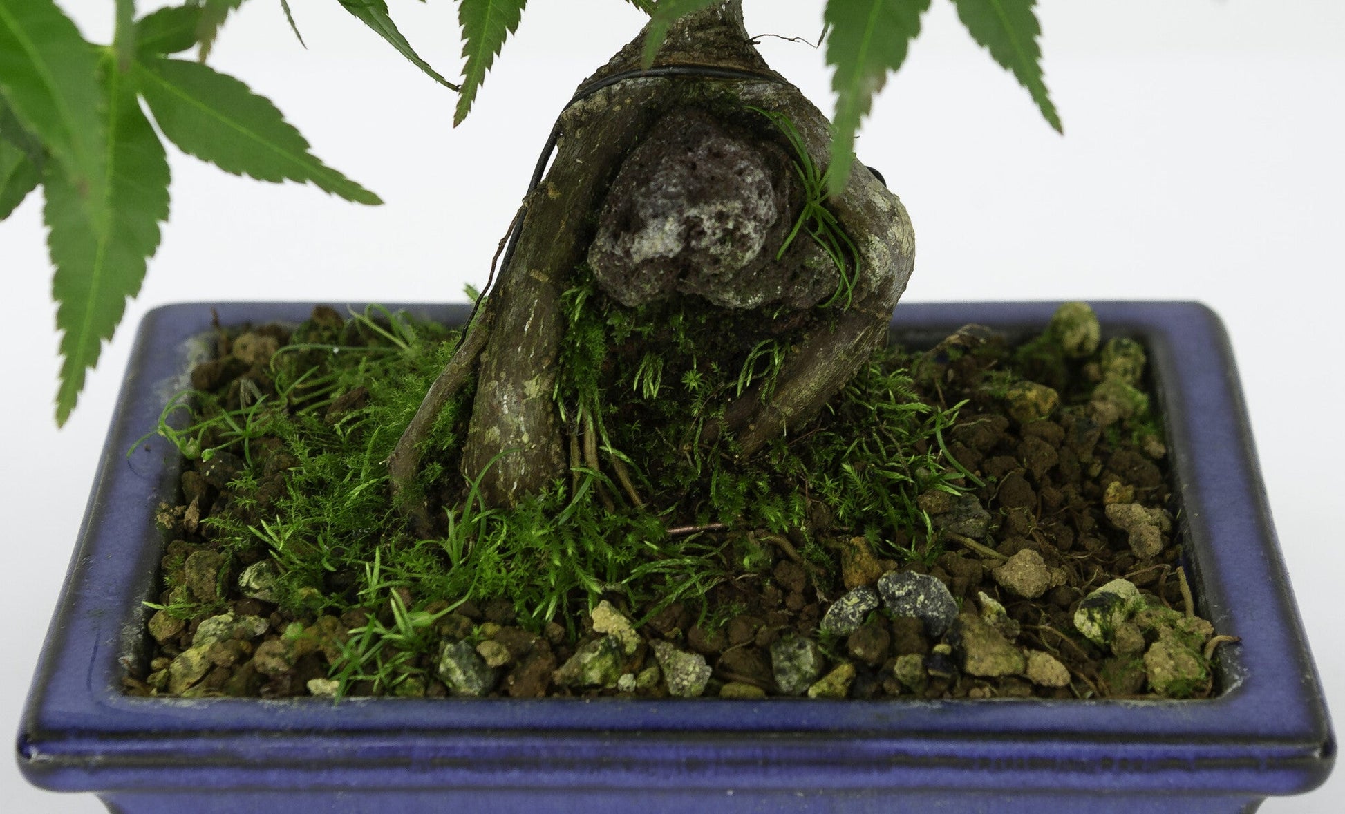 Buiten Bonsai Acer palmatum wortels over rots blauwe rechthoekige pot 13cm, hoogte ~26cm