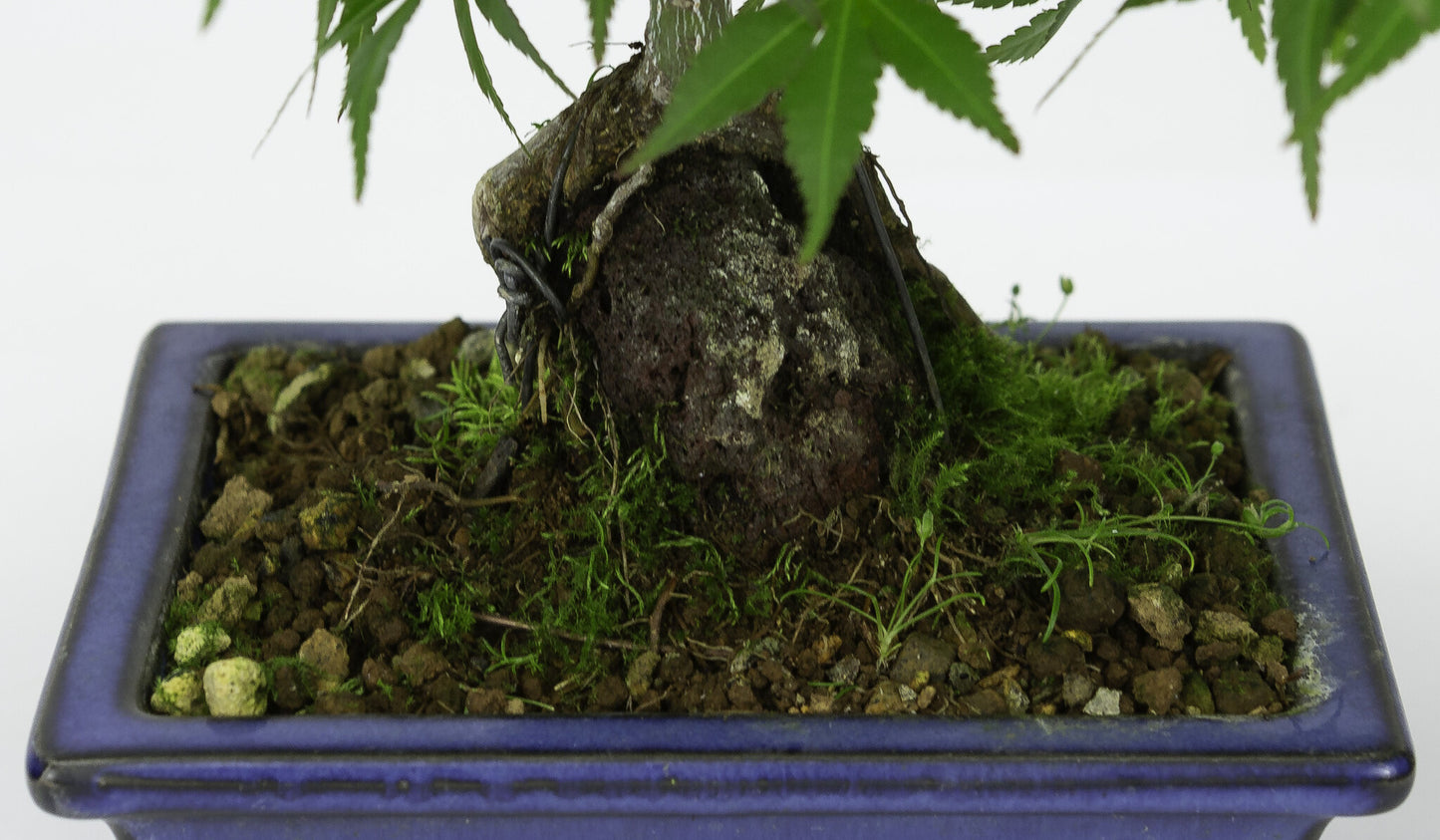 Buiten Bonsai Acer palmatum wortels over rots blauwe rechthoekige pot 13cm, hoogte ~26cm