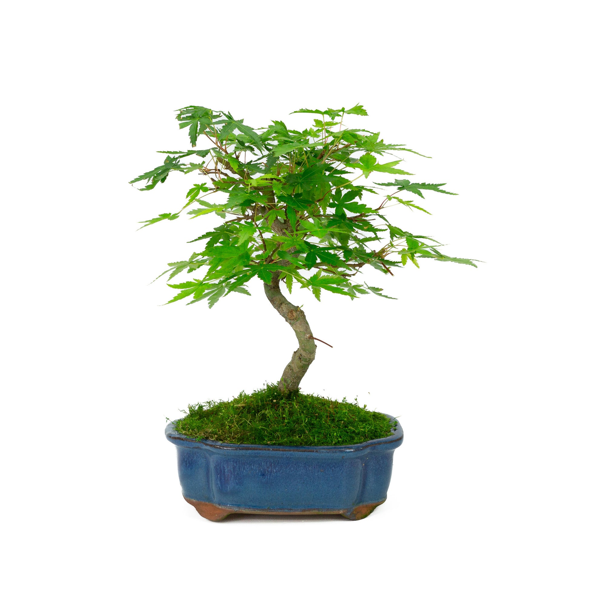Buiten Bonsai Acer palmatum blauwe Mokko pot 17cm, hoogte ~26cm