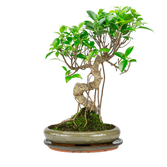 Binnen Bonsai Ficus retusa shape groene ovale pot 24cm, hoogte ~ 40cm