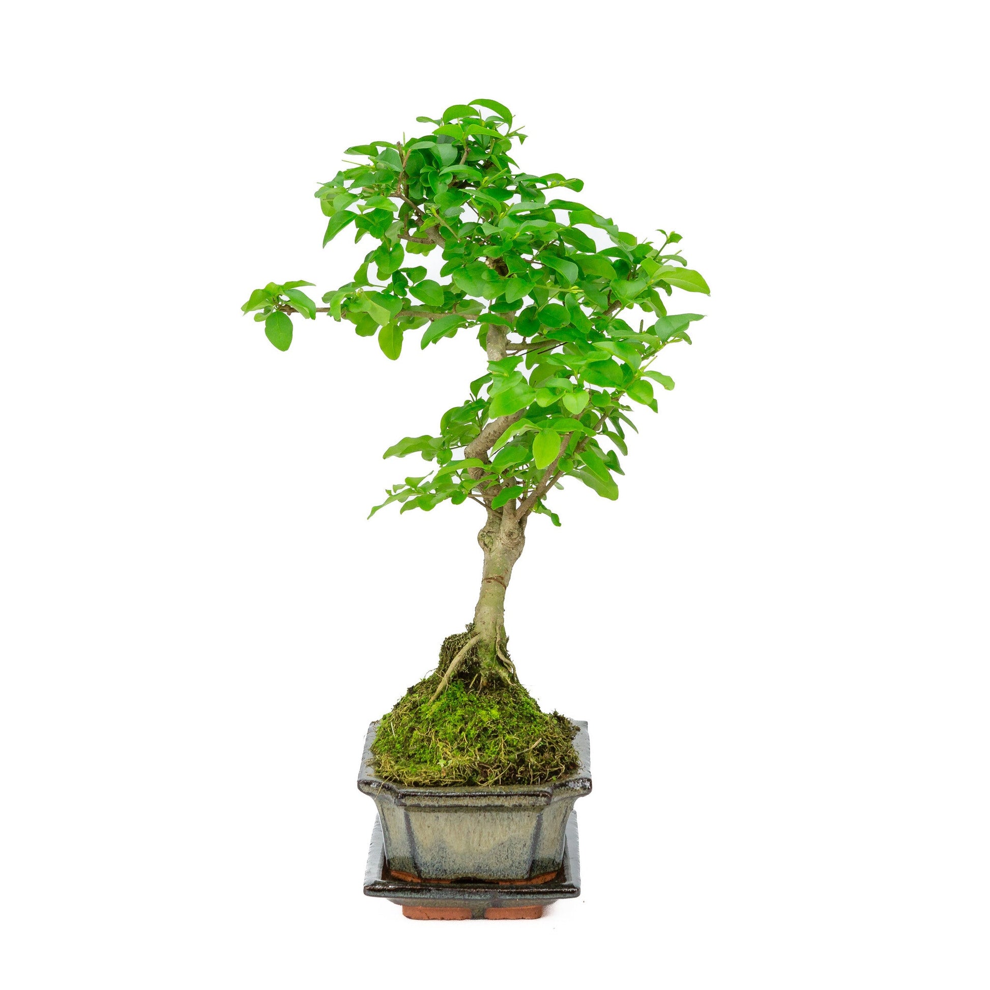 Binnen Bonsai Ligustrum shape groene rechthoekige pot 15cm, hoogte ~ 28cm –  Bonsai Shop