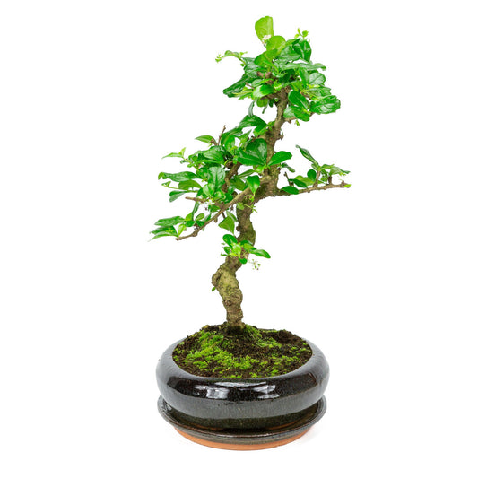 Binnen Bonsai Carmona macrophylla shape groene ovale pot 29cm, hoogte ~45cm