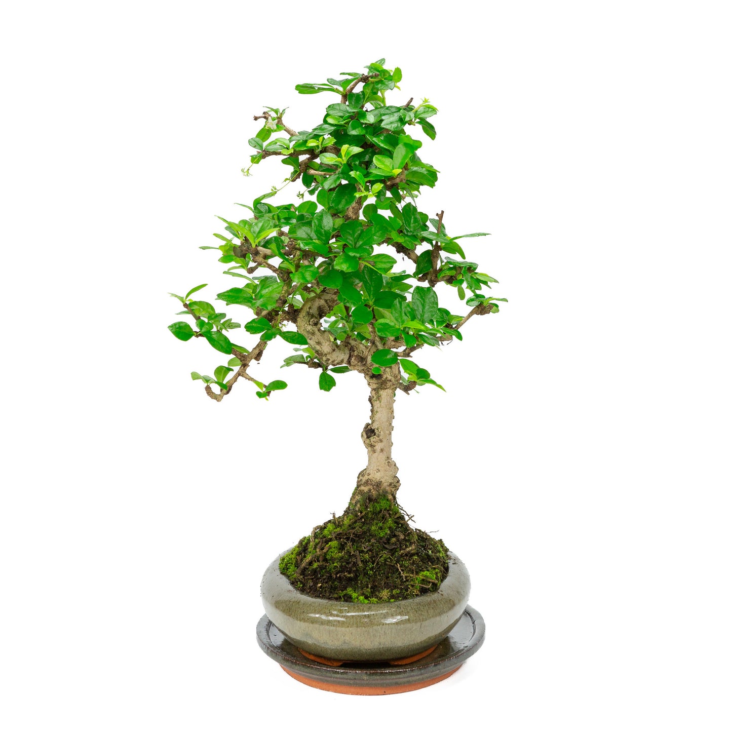 Binnen Bonsai Carmona microphylla shape groene ovale pot 24cm, hoogte ~33cm