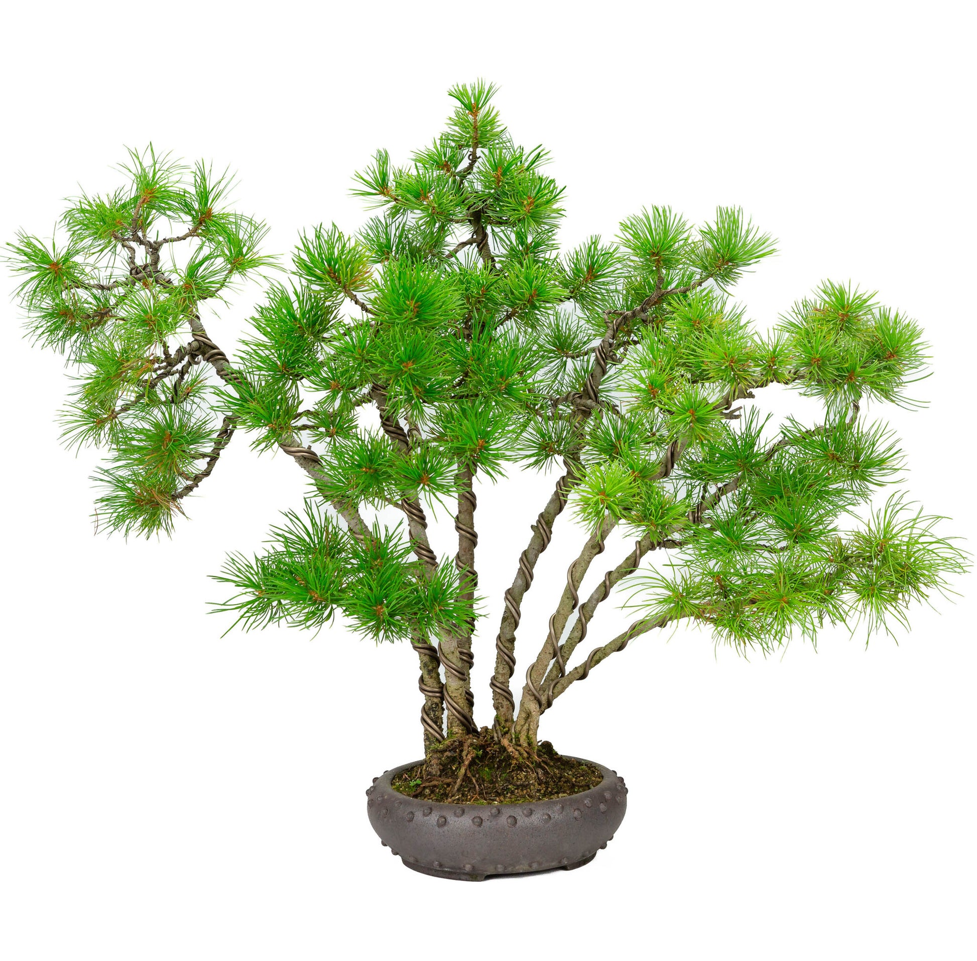 Buiten Bonsai Pinus parviflora ongeglazuurde ronde trommel pot 19cm, hoogte ~50cm