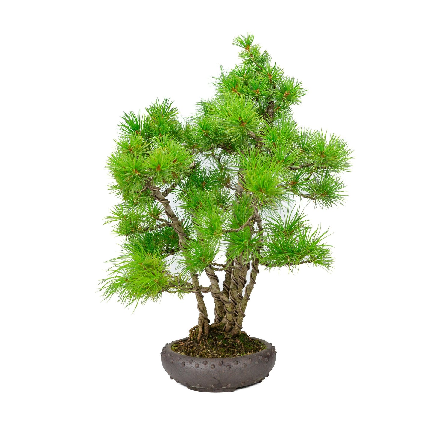 Buiten Bonsai Pinus parviflora ongeglazuurde ronde trommel pot 19cm, hoogte ~50cm