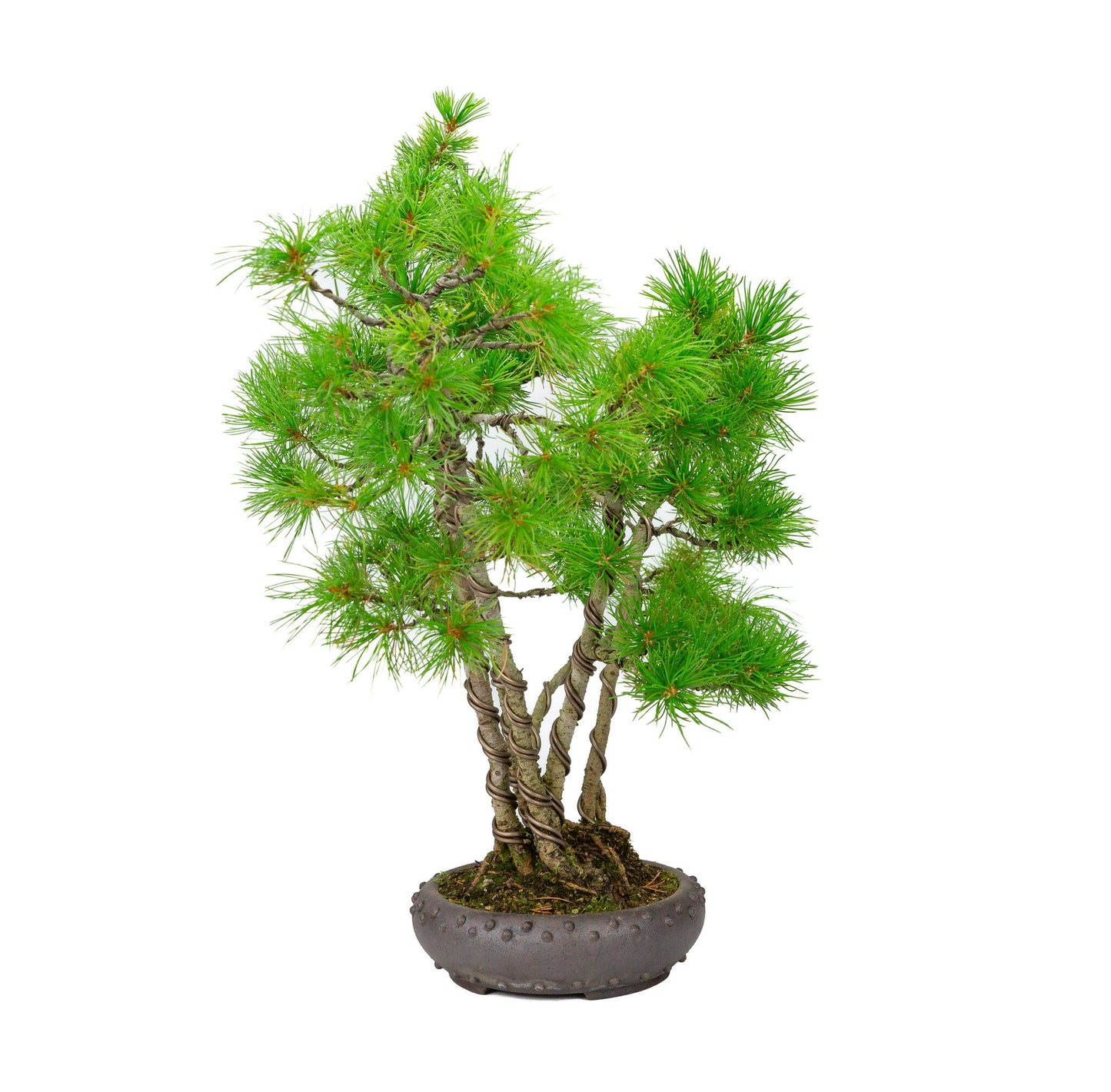 Buiten Bonsai Pinus parviflora ongeglazuurde ronde trommel pot 19cm, hoogte ~50cm