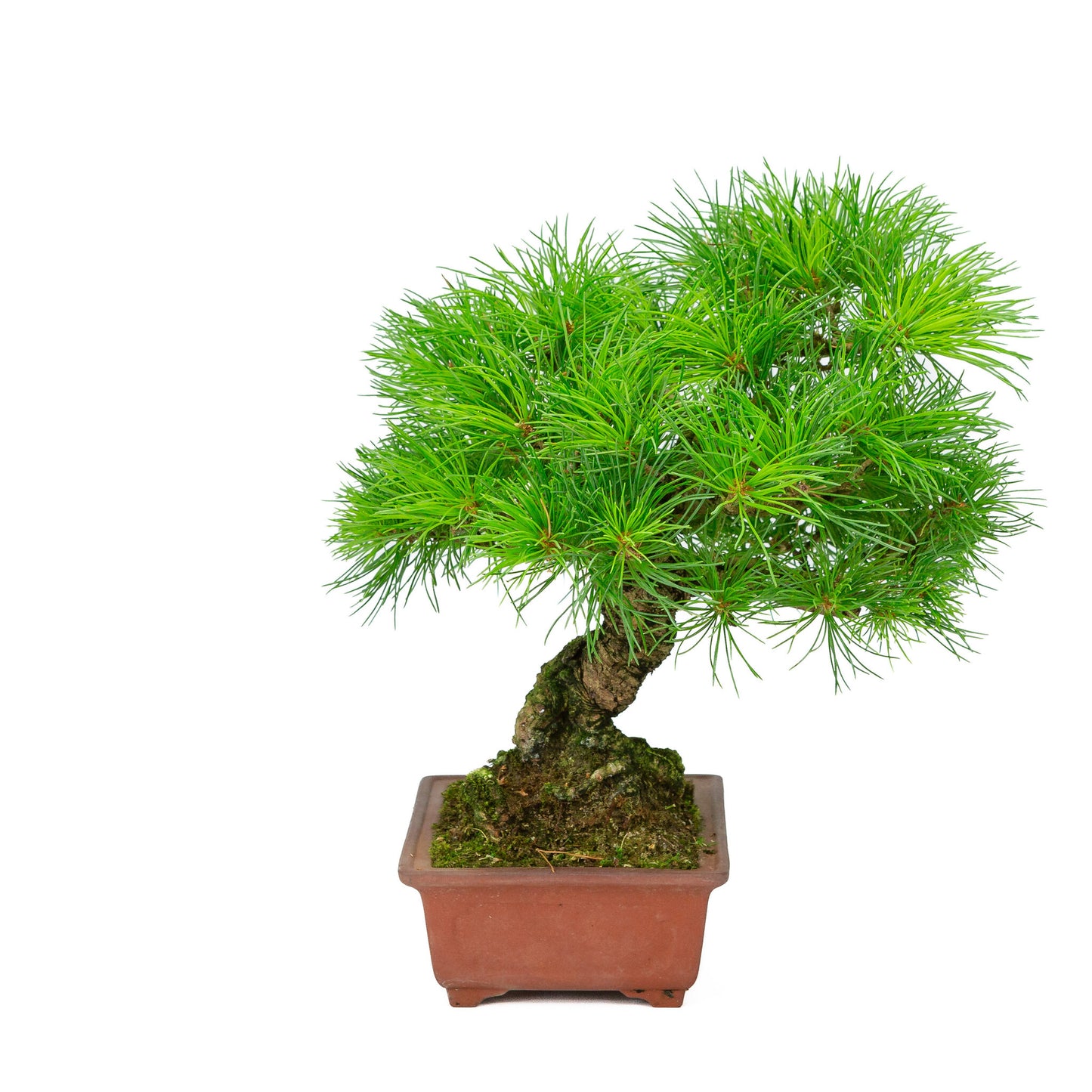 Buiten Bonsai Pinus parviflora ongeglazuurde rechthoekige pot 15cm, hoogte ~28cm