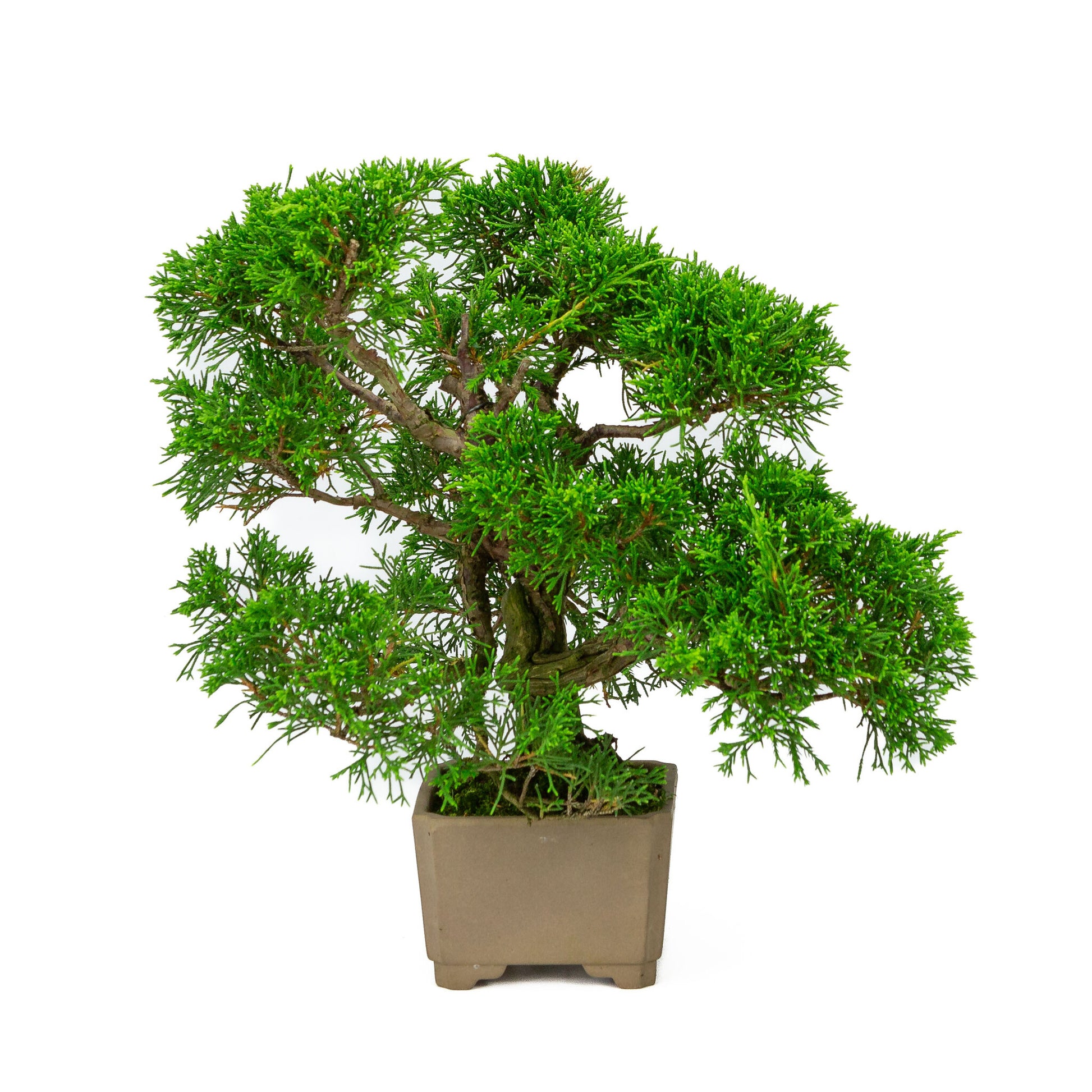Buiten Bonsai Juniperus chinensis ongeglazuurde vierkant 10cm, hoogte ~33cm