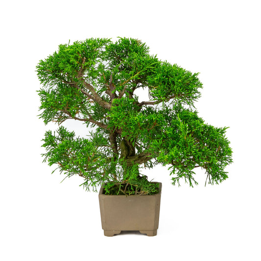 Buiten Bonsai Juniperus chinensis ongeglazuurde vierkant 10cm, hoogte ~33cm