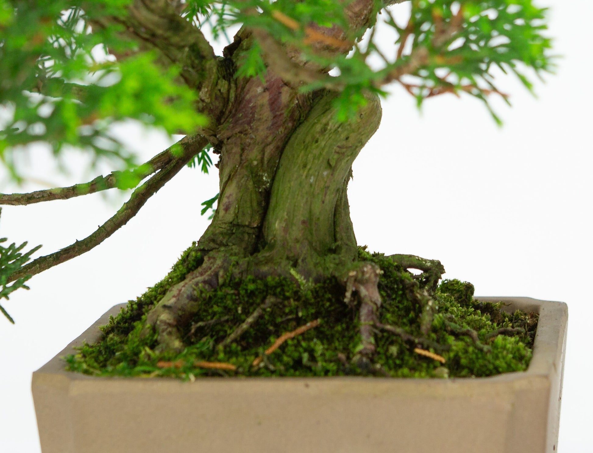 Buiten Bonsai Juniperus chinensis ongeglazuurde vierkant 10cm, hoogte ~33cm