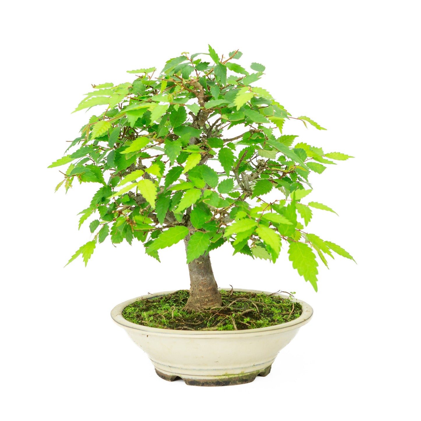 Buiten Bonsai Zelkova serrata creme ronde pot 20cm, hoogte ~32cm