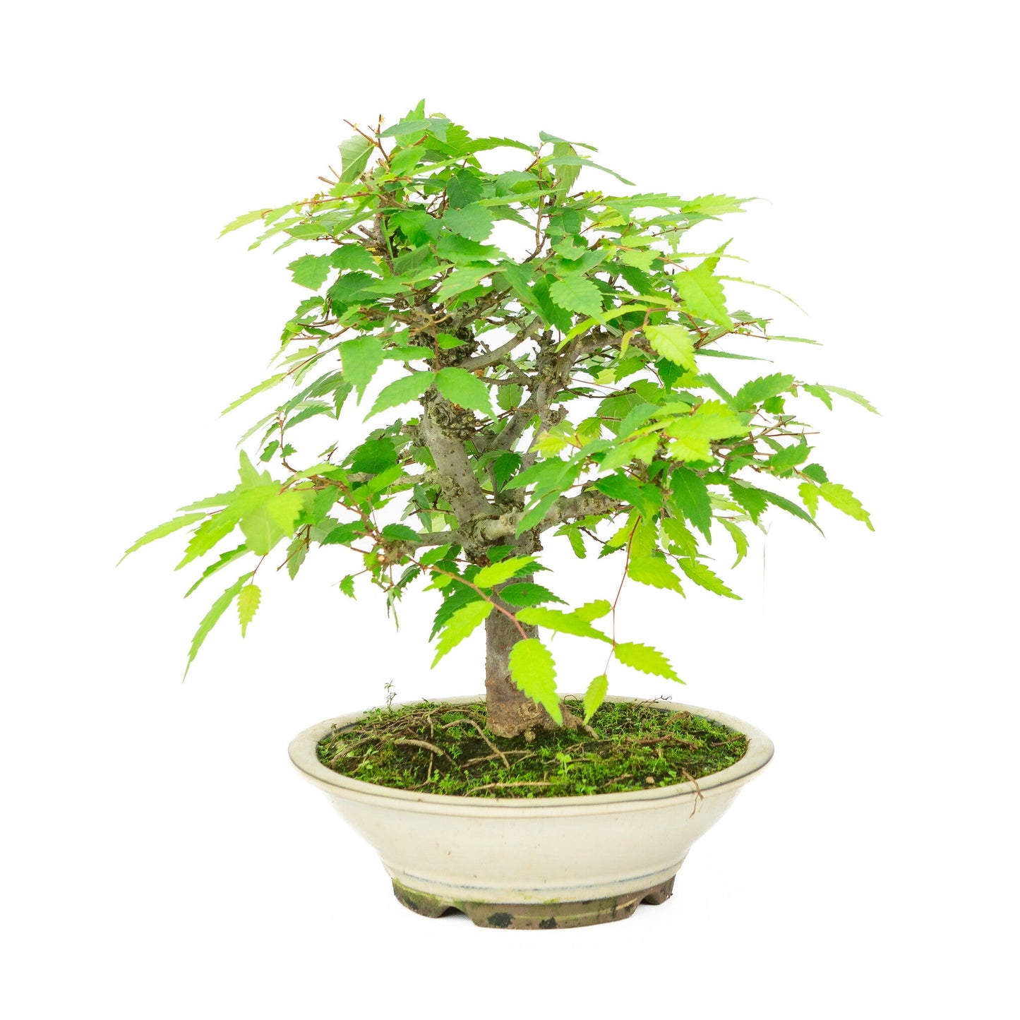 Buiten Bonsai Zelkova serrata creme ronde pot 20cm, hoogte ~32cm