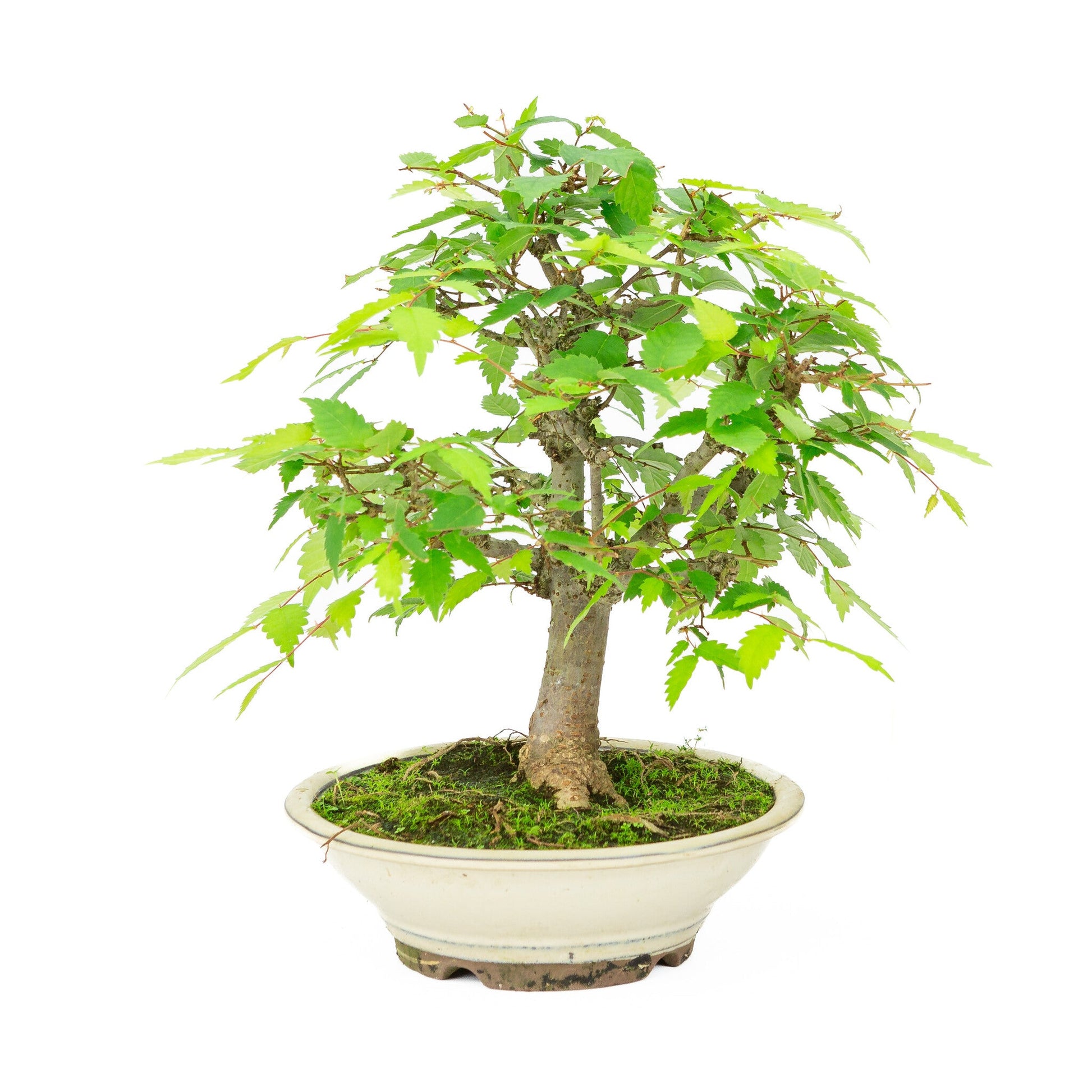 Buiten Bonsai Zelkova serrata creme ronde pot 20cm, hoogte ~32cm