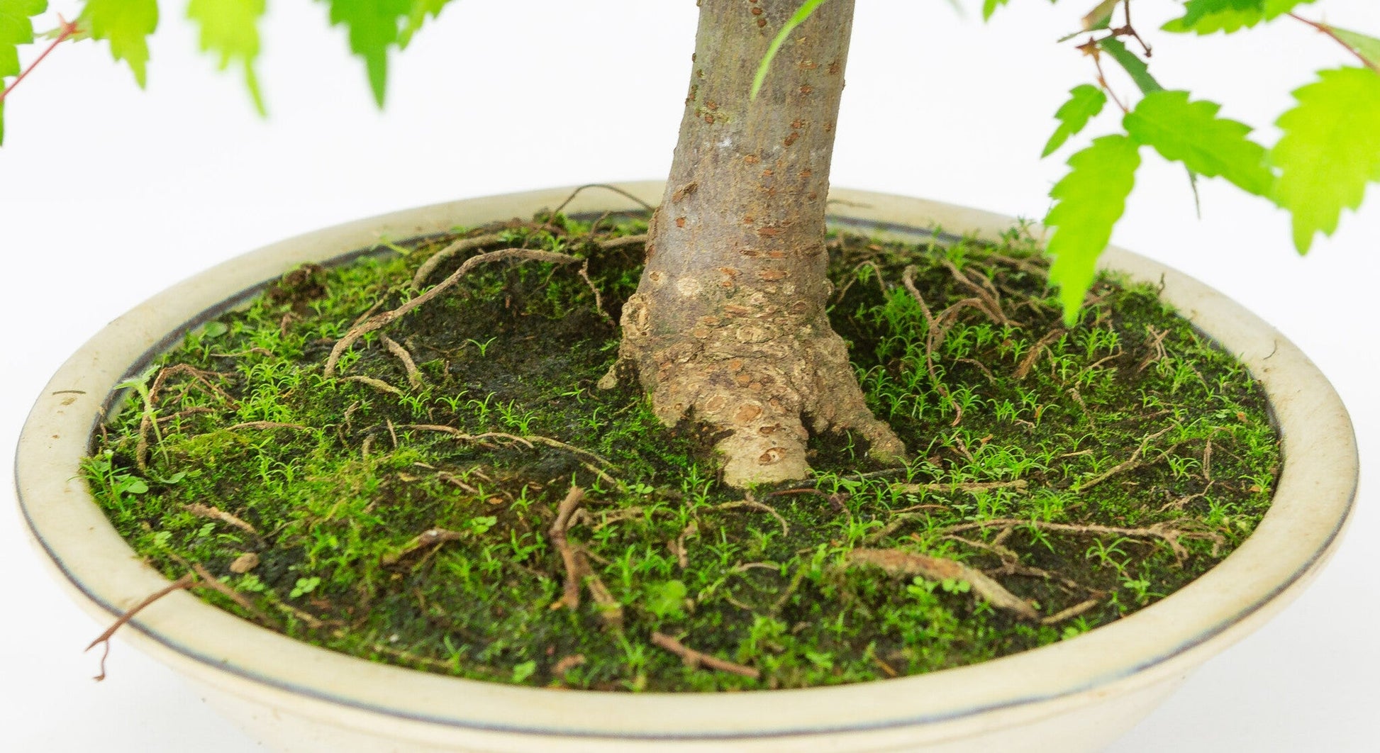 Buiten Bonsai Zelkova serrata creme ronde pot 20cm, hoogte ~32cm
