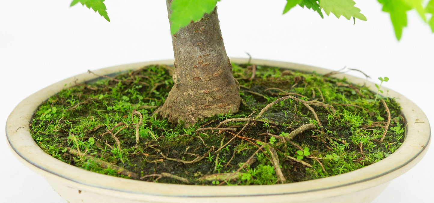 Buiten Bonsai Zelkova serrata creme ronde pot 20cm, hoogte ~32cm