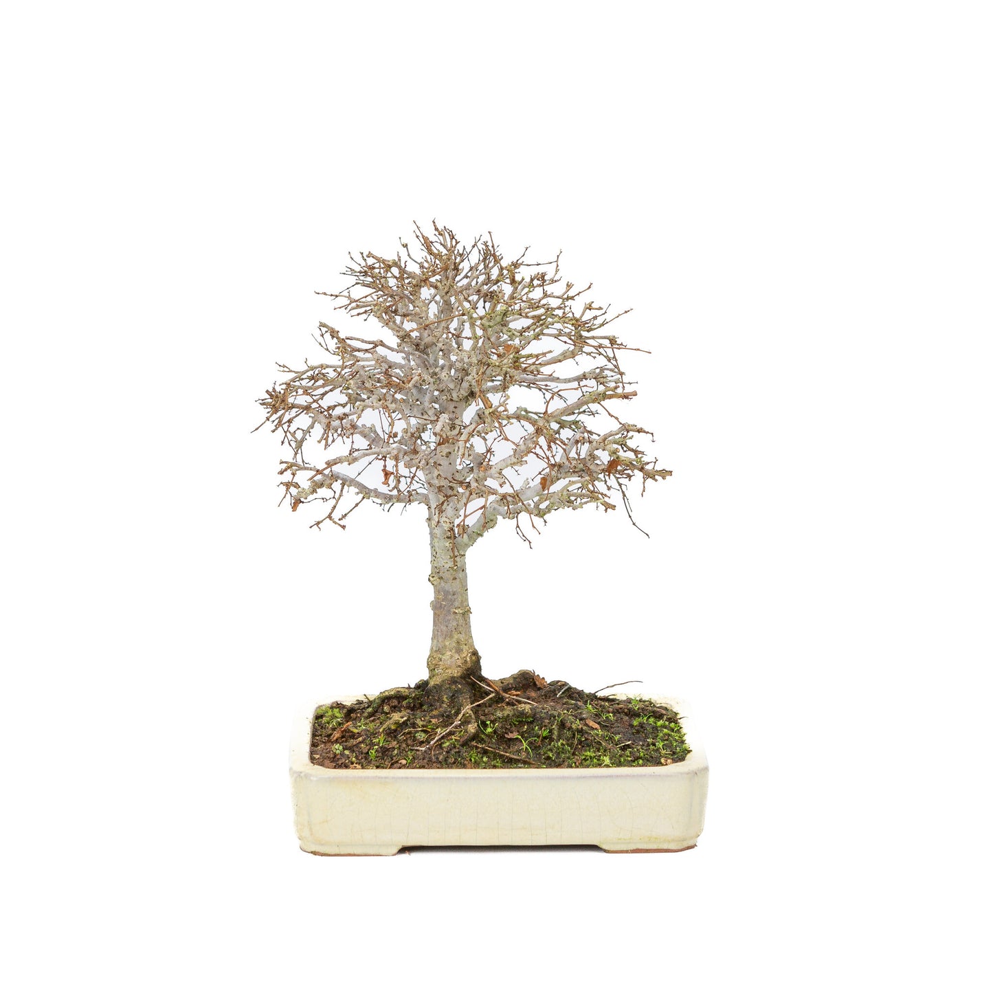 Buiten Shohin Bonsai Zelkova serrata creme rechthoekige pot 18cm, hoogte ~ 26cm