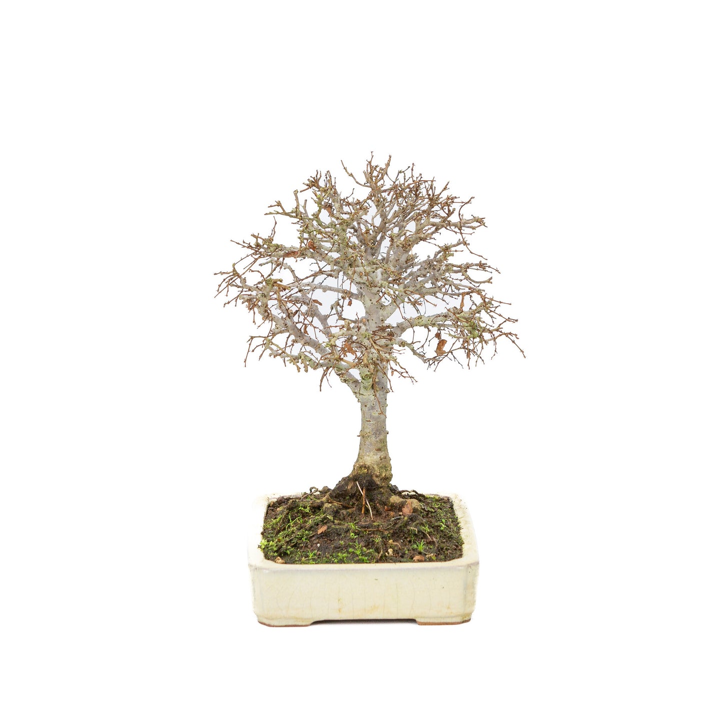 Buiten Shohin Bonsai Zelkova serrata creme rechthoekige pot 18cm, hoogte ~ 26cm