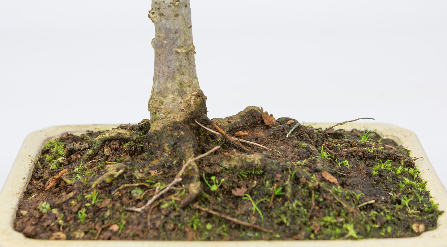 Buiten Shohin Bonsai Zelkova serrata creme rechthoekige pot 18cm, hoogte ~ 26cm