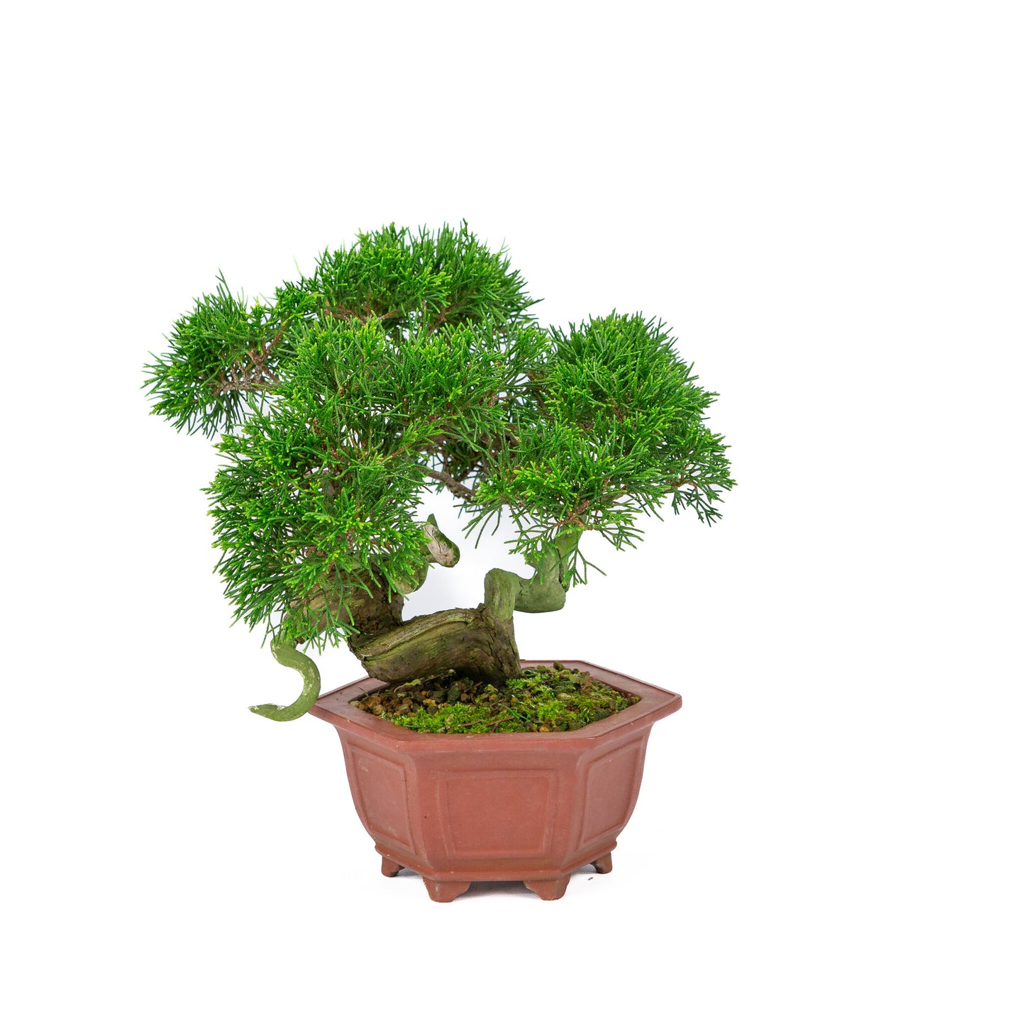 Buiten Bonsai Juniperus chinensis ongeglazuurde zeshoekige pot 18cm, hoogte ~28cm