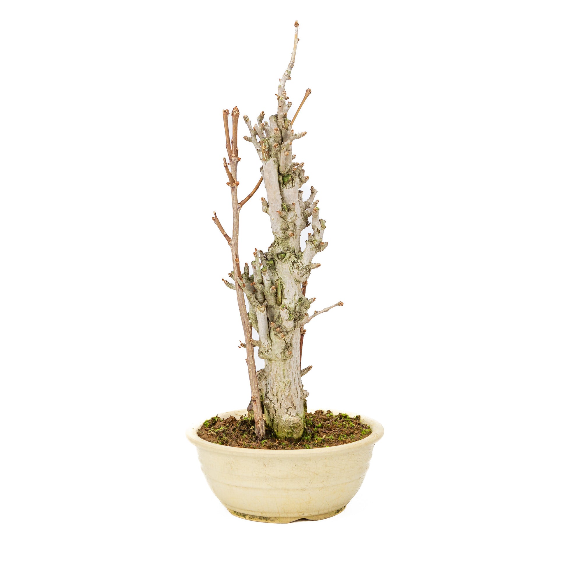 Buiten Bonsai Ginkgo biloba creme ronde pot 20cm, hoogte ~50cm