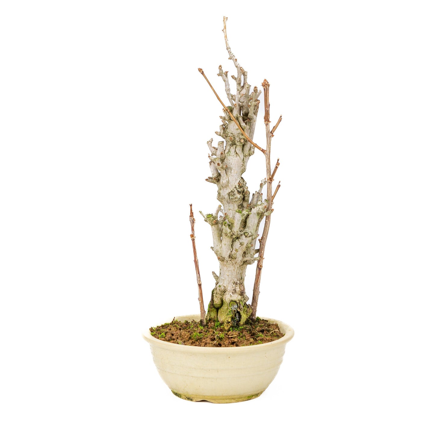 Buiten Bonsai Ginkgo biloba creme ronde pot 20cm, hoogte ~50cm