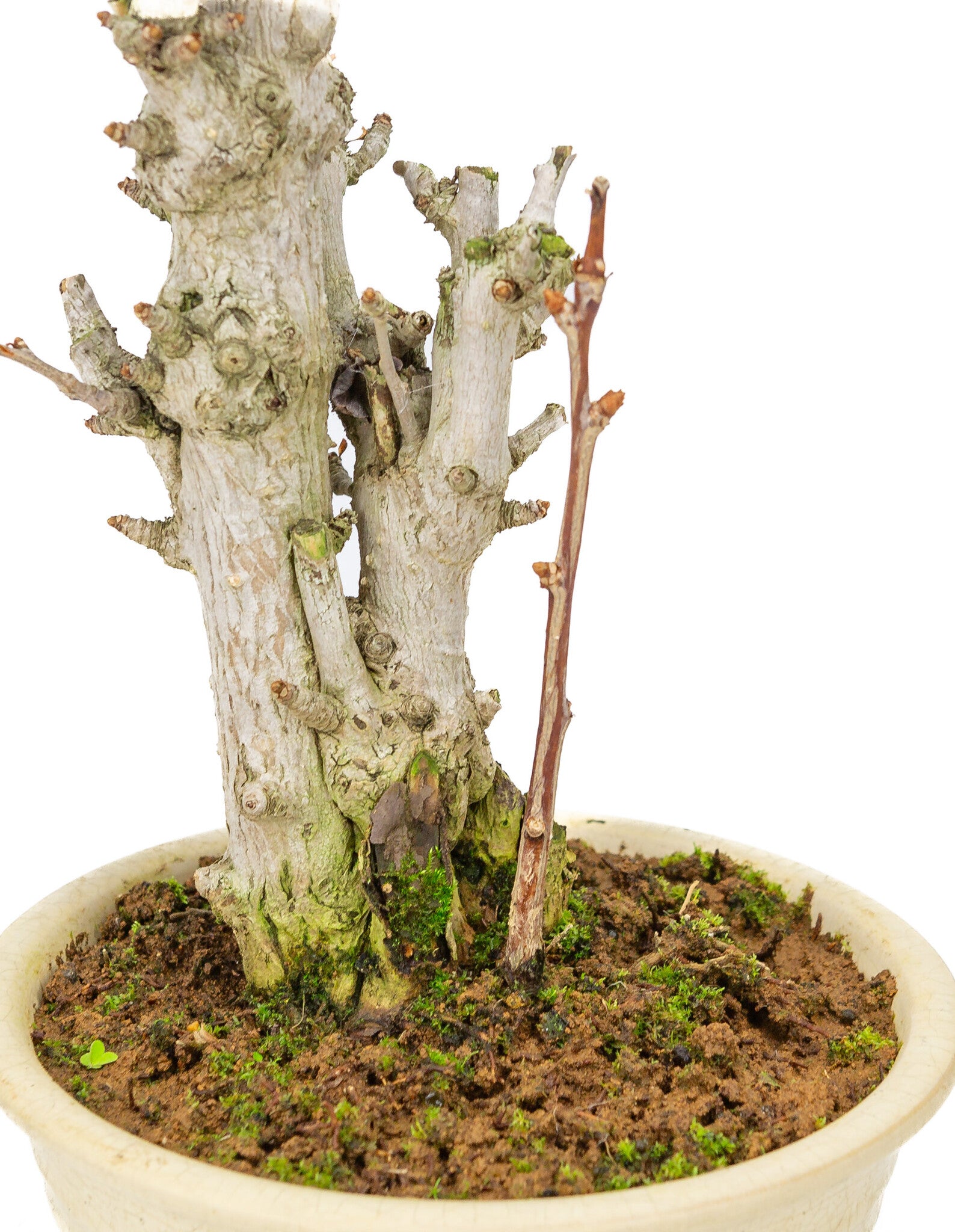 Buiten Bonsai Ginkgo biloba creme ronde pot 20cm, hoogte ~50cm