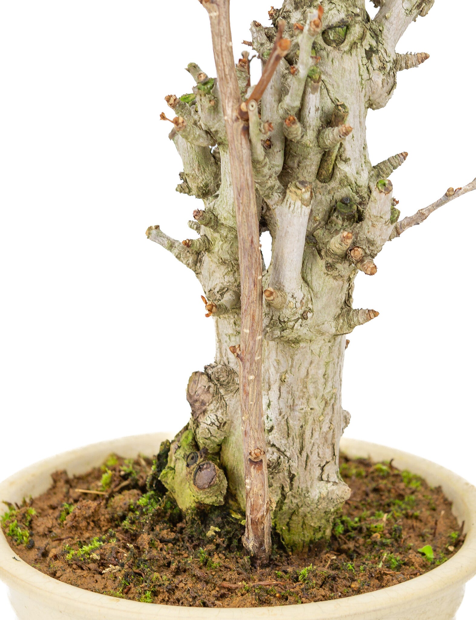Buiten Bonsai Ginkgo biloba creme ronde pot 20cm, hoogte ~50cm