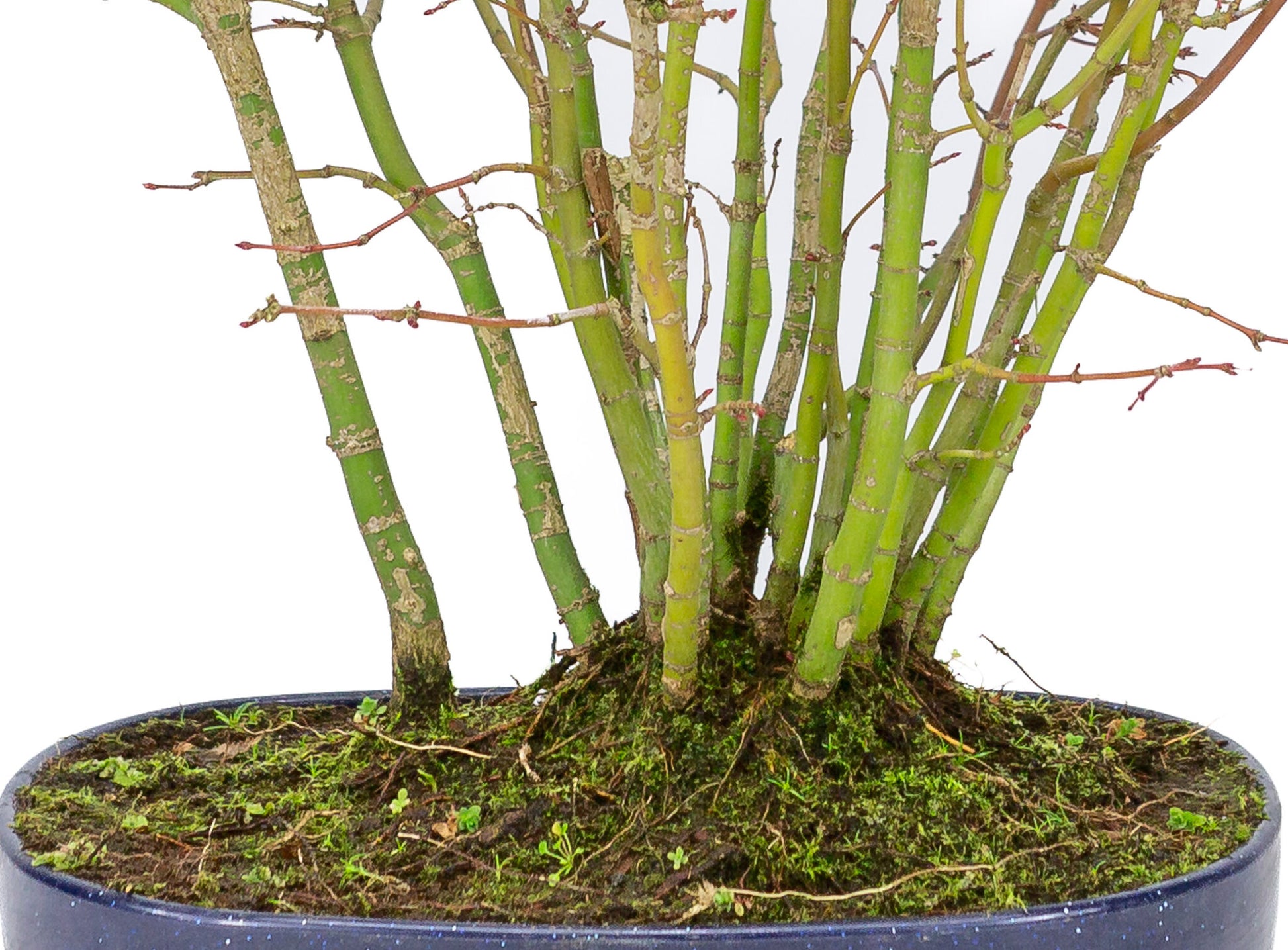 Buiten Bonsai Acer palmatum bos plastic blauwe ovale pot 22cm, hoogte ~32cm