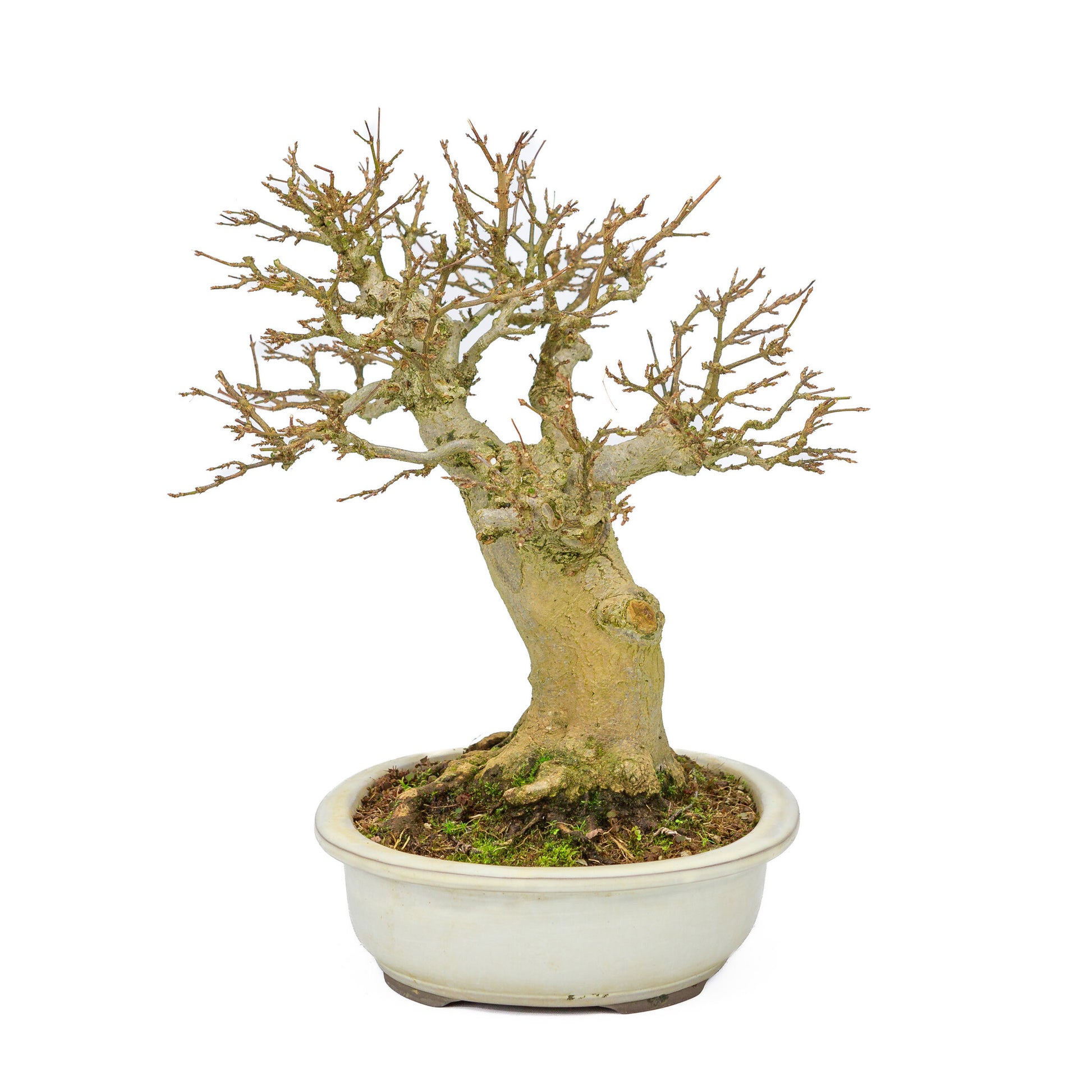Outdoor Bonsai Acer buergerianum creme ovale pot 25cm, hoogte ~36cm
