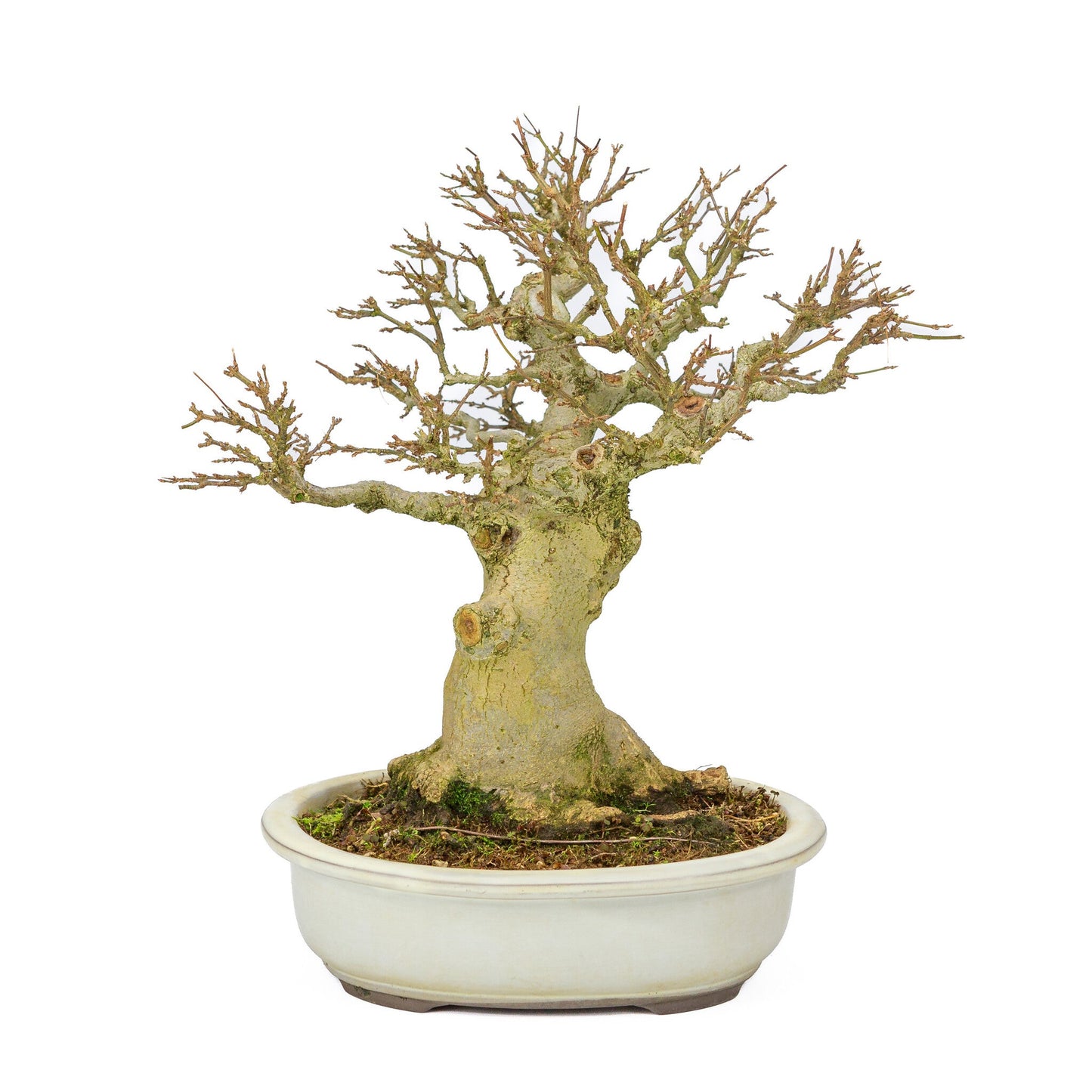 Outdoor Bonsai Acer buergerianum creme ovale pot 25cm, hoogte ~36cm