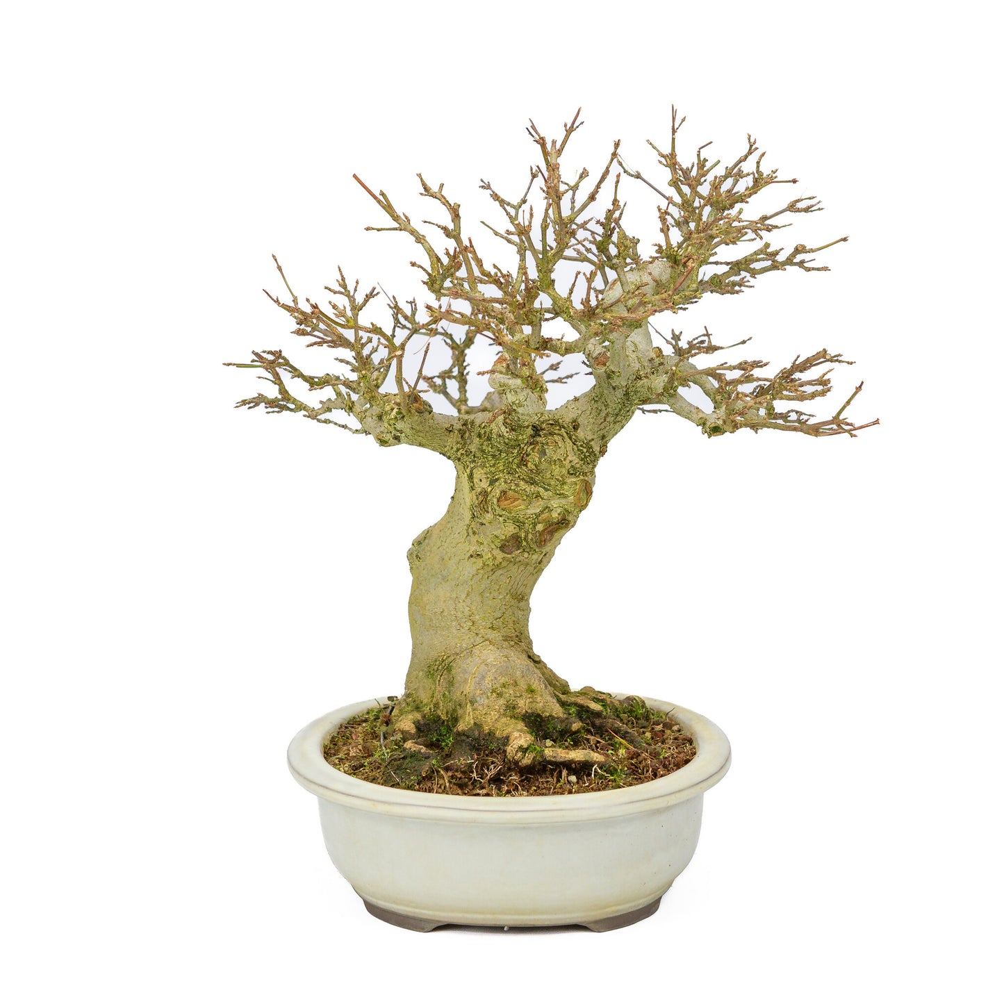 Outdoor Bonsai Acer buergerianum creme ovale pot 25cm, hoogte ~36cm
