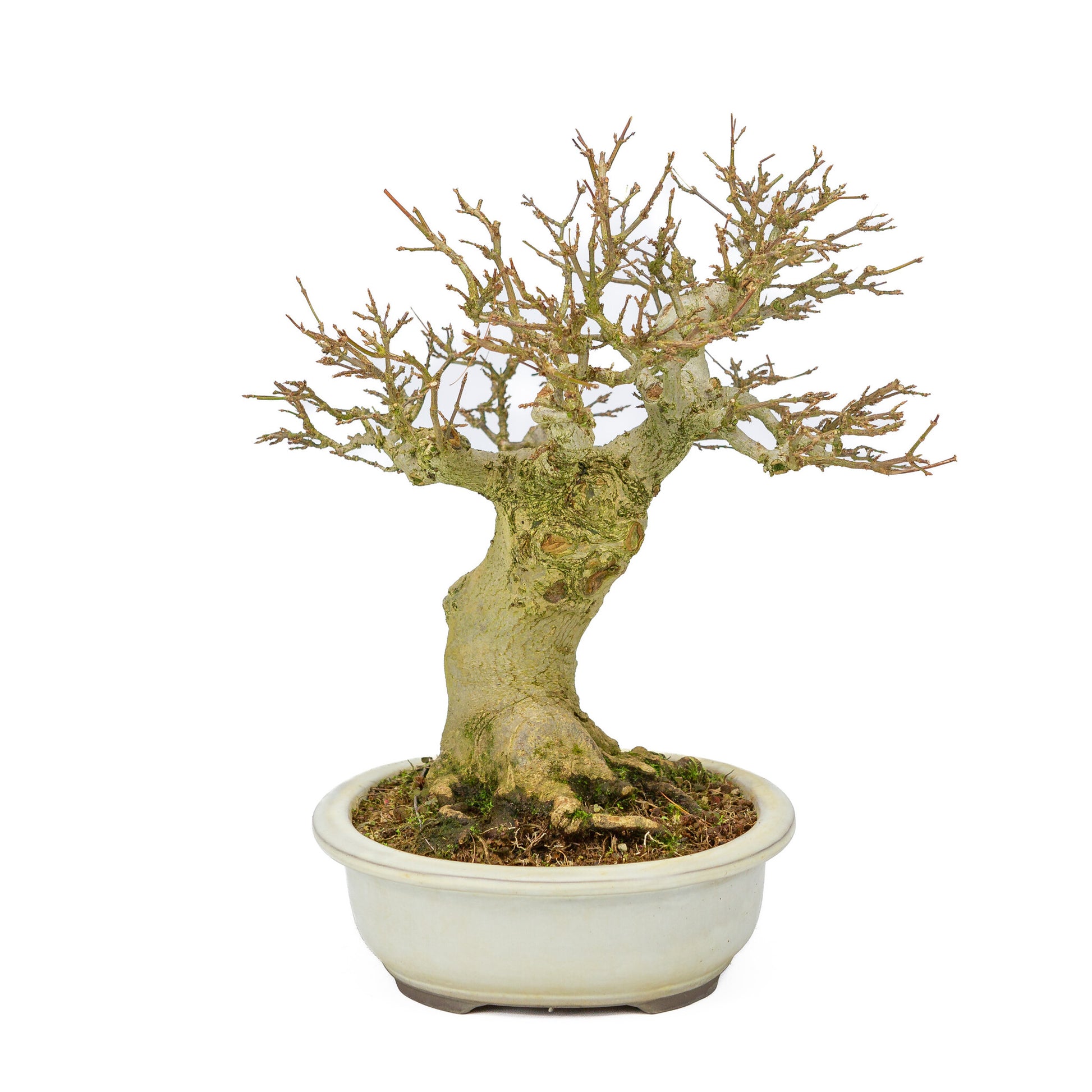 Outdoor Bonsai Acer buergerianum creme ovale pot 25cm, hoogte ~36cm