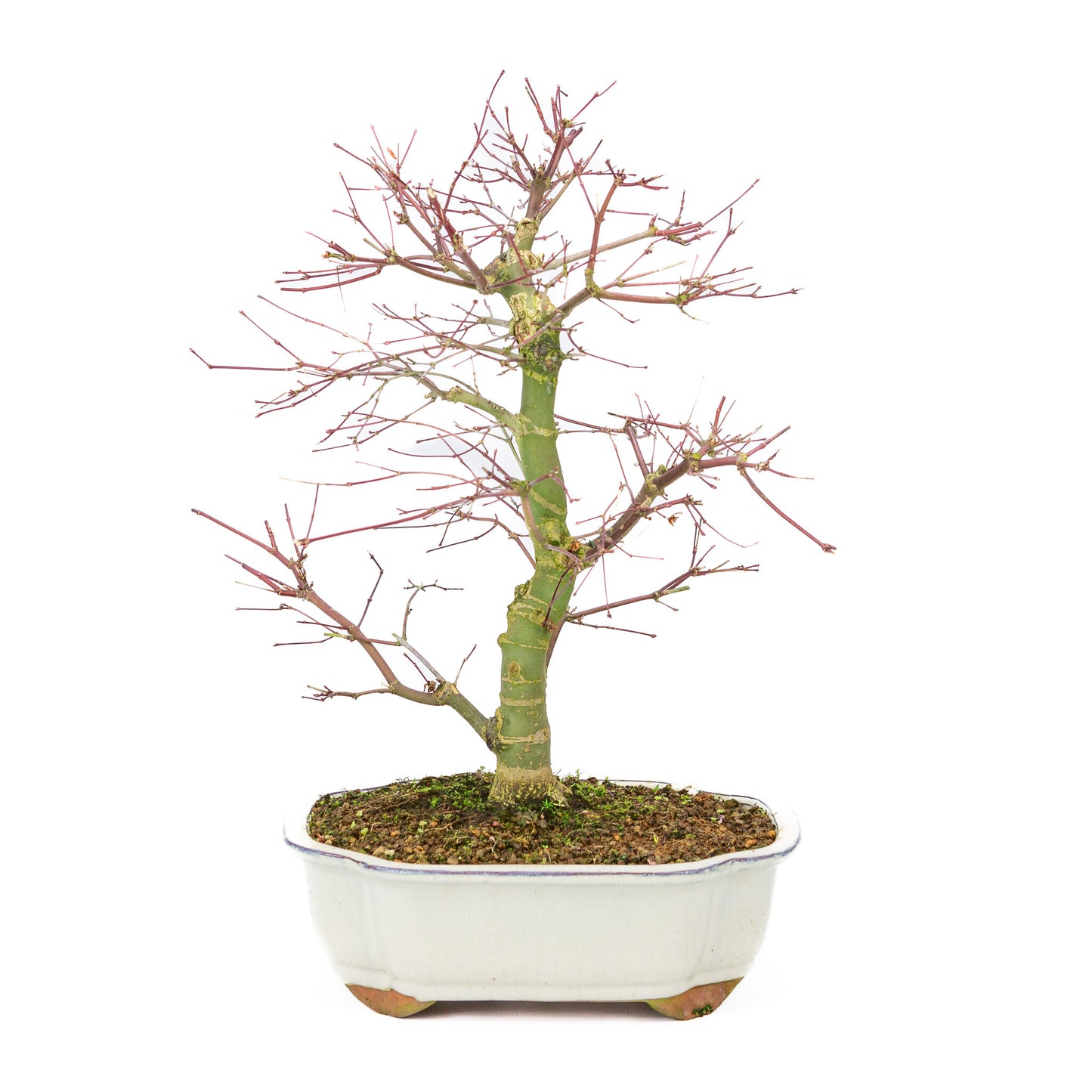 Buiten Bonsai Acer palmatum Deshojo creme Mokko pot 25cm, hoogte ~46cm