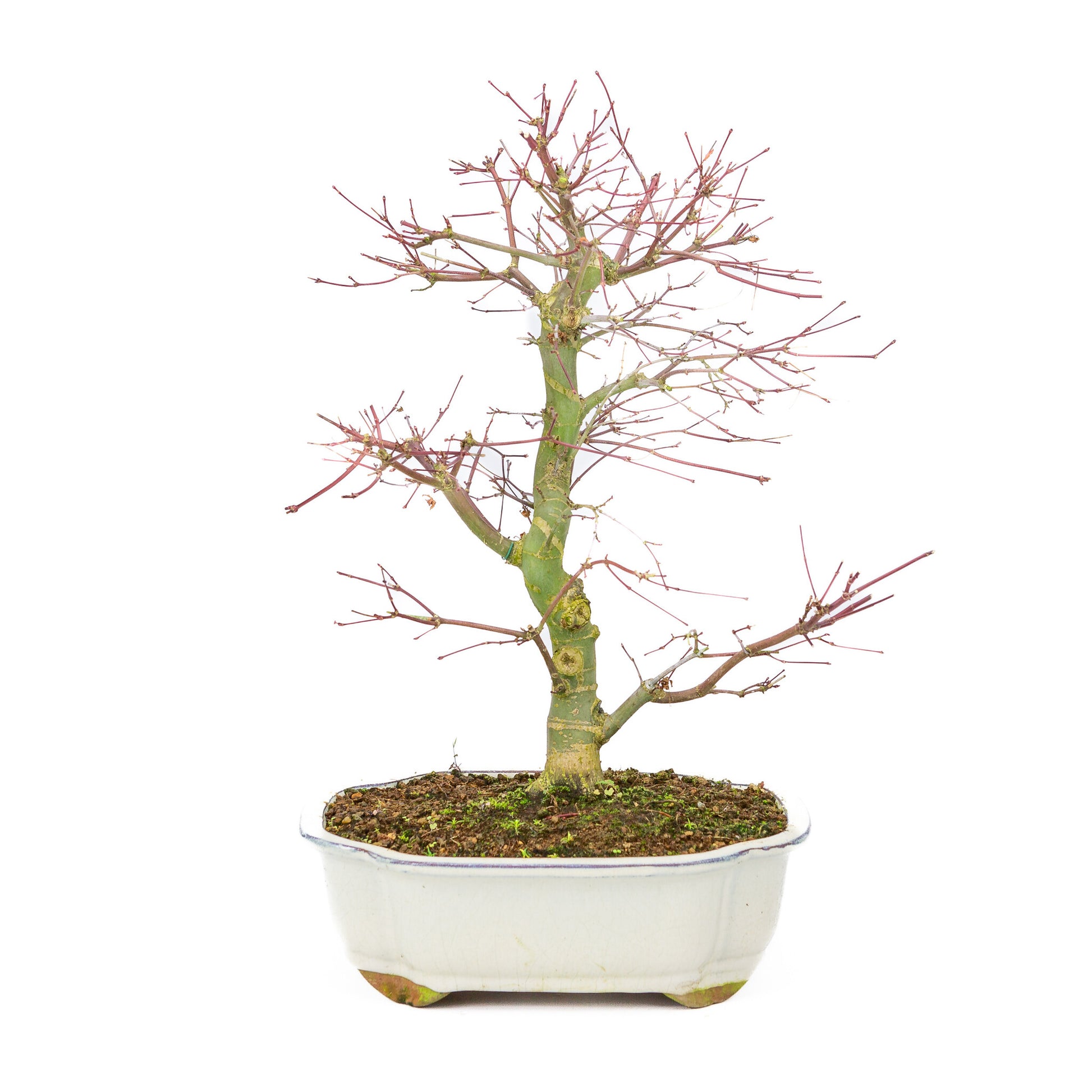 Buiten Bonsai Acer palmatum Deshojo creme Mokko pot 25cm, hoogte ~46cm