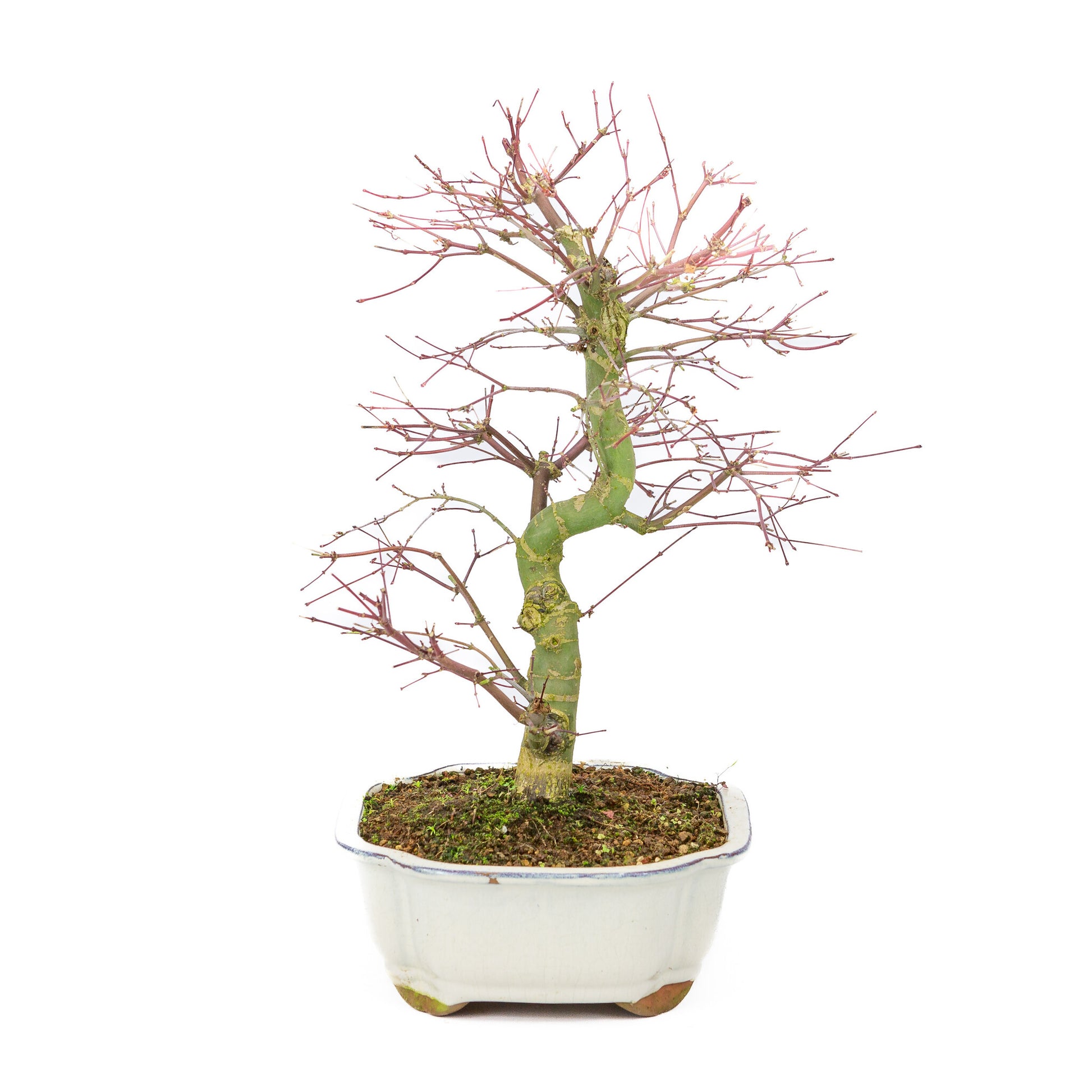 Buiten Bonsai Acer palmatum Deshojo creme Mokko pot 25cm, hoogte ~46cm