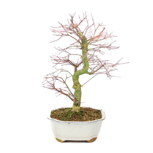 Buiten Bonsai Acer palmatum Deshojo creme Mokko pot 25cm, hoogte ~46cm